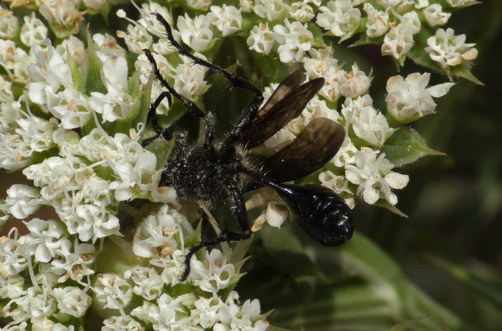 Tomisus onustus con Isodontia mexicana